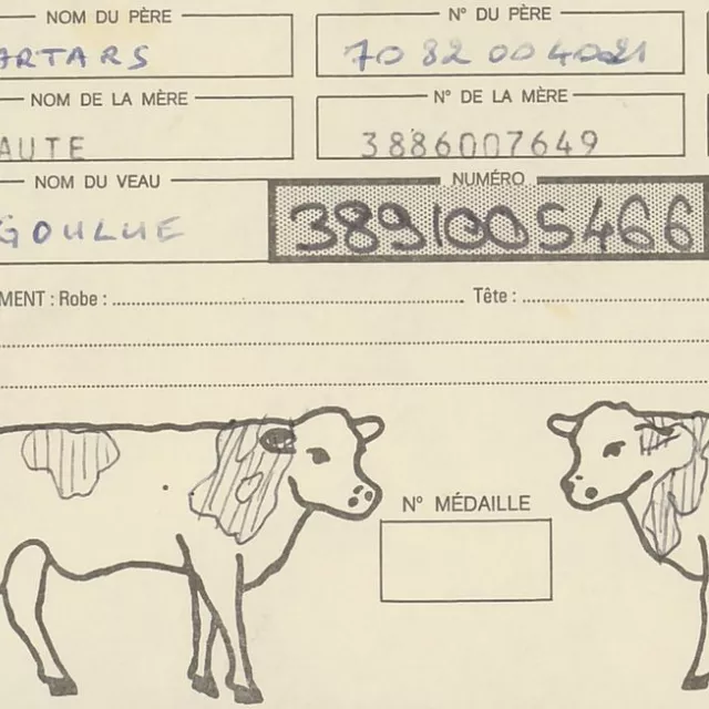 Détail d'une carte d'immatriculation de bovin